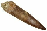 Fossil Plesiosaur (Zarafasaura) Tooth - Morocco #344203-1